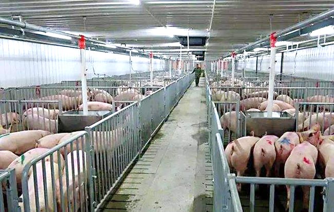 河南农业农村部：对猪场实行目标管理，能繁母猪稳定在400万头左右