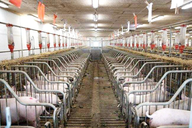 猪肉价格一年间跌去一半 近20年已经历5轮周期性涨跌