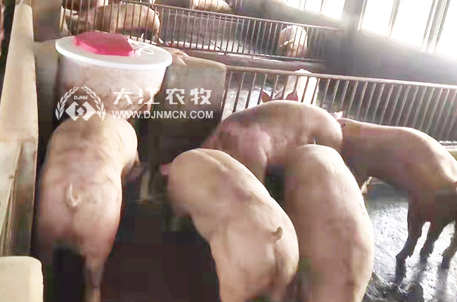 猪用干湿料槽优点